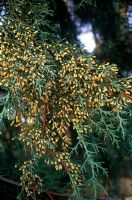 Cupressus lusitanica 'Glauca Pendula' - Cedar of Goa, Mexican cypress. 


