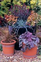 Winter containers with Hebe caledonia, Dianthus 'Devon Wizard', Euonymus fortunei 'Emerald and Gold', Heuchera 'Silver Scrolls' and Carex dipsacea in February 