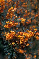 Berberis linearifolia 'Orange King' - Barberry  