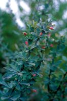 Berberis temolaica - Barberry with red berries in September 