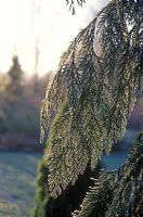 Chamaecyparis lawsoniana 'Dik's Weeping' - False cypress, Lawson cypress, Port Orford cedar.
