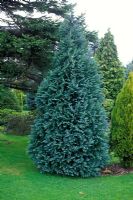 Chamaecyparis lawsoniana 'Pembury Blue' - False cypress  