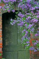 Solanum crispum 'Glasnevin' by rustic  painted door