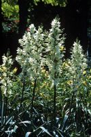 Yucca flaccida 'Ivory' flowering in July