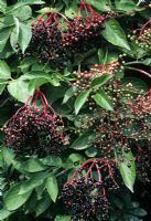 Sambucus nigra - Elderberries