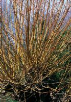 Salix x alba 'Chermesina' pollarded