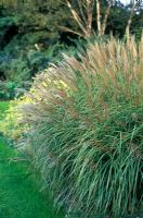 Miscanthus sinensis 'Adagio' - Chinese silver grass in October
