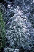 Tsuga canadensis 'Dwarf Whitetip' - covered with hoar frost in border.