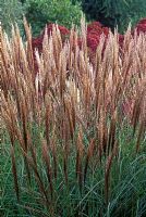 Miscanthus sinensis 'Graziella'. Close up of grass with golden brown flowers in border.
