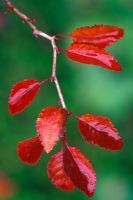 Prunus incisa 'Kojo No Mai'- Close up of bright red leaves on stem