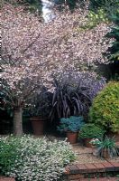Prunus incisa 'Kojo No Mai' - in blossom in border with Erica carnea 'Springwood White' beneath at Foggy Bottom Garden, Bressingham
