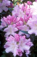 Rhododendron 'Hoppy' - Azalea