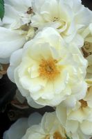 Rosa 'White Flower Carpet'