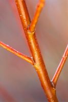 Salix alba subsp 'Vitellina Britzensis' - Golden willow 