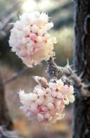 Viburnum x bodnantense 'Charles Lamont' flowering in November with frost . 