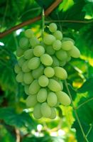 Vitis vinifera 'Rish Baba' - Common grape vine