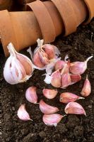 Allium sativum - Garlic ready for planting 