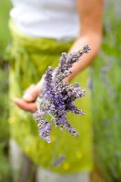 Woman holding Lavender bunch