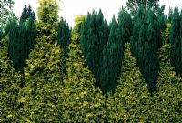 Mixed conifer hedge of golden Leylandii and Juniperus - Ingwersens Nursery, Sussex 
