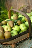 Wooden trug of Pears and Grenadier Apples