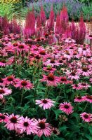 Pensthorpe Millenium Garden, Norfolk. Echinacea 'Rubinstern' and Astilbe 'Purpurlanze'