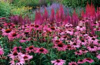 Millenium Garden, Norfolk. Pensthorpe, Echinacea purpurea 'Rubinstern' and Astilbe 'Purpurlanze'