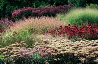 Pensthorpe Millenium Garden, Norfolk. Sedum 'Matrona', Echinacea 'Rubinstern', Persicaria, Panicum virgatum 'Strictum' and Eupatorium 'Atropurpureum'.