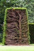 Trimmed hedge - cross section through hedge