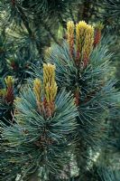 Pinus cembra Pigmeae - new leaf growth