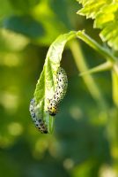 Gooseberry and Currant sawfly - Larvae of ant-like insect called Nematus ribesii  eating a gooseberry bush leaf 