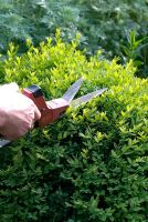 Pruning Buxus sempervirens ball topiary, clipping the ball back into shape with single-handed shears