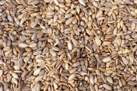 Helianthus Annuus seeds - Sunflower seeds
