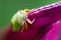 Close-up of green shield bug palomena prasina on a purple seedhead 