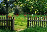 View to Tulipa 'Red Shine' in long grass through picket fence and gate