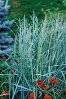 Panicum virgatum 'Prairie Sky' - Switch grass