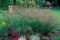Panicum virgatum 'Squaw' - Switch grass