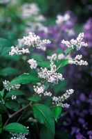 Persicaria campanulata 'Southcombe White' 