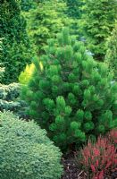 Pinus heldreichii Comapct Gem - Syn Pinus leucodermis Compact Gem in border