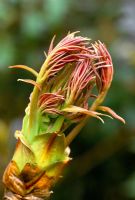 Emerging shoots of a tree peony