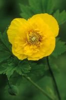 Meconopsis cambrica 'Flore Pleno' - Double Welsh poppy