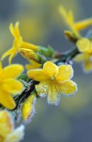 Jasminum nudiflorum - Winter Jasmine with frost