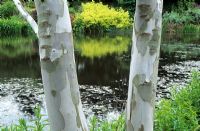 Eucalyptus pauciflora subsp. niphophila - Alpine Snow Gum tree with decorative bark by lake at The Dingle.