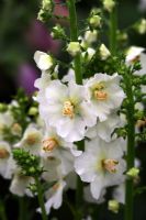 Verbascum phoeniceum 'Flush of White'