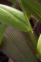 Foliage of Setaria palmifolia