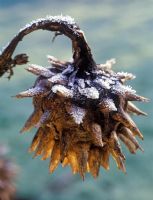 Cynara cardunculus - frosted cardoon seedhead