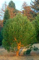Pinus pinea -  Italian stone pine