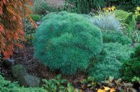 Pinus strobus 'Sea Urchin' - Deal pine in border with blue foliage