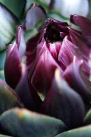 Cynara scolymus 'Purple Globe' - Heart of globe artichoke about to flower
