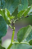 Blackfly and caterpillar infestation and resulting damage on broadbean.
