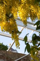 Laburnum anagyroides syn. L. vulgare growing over arch 